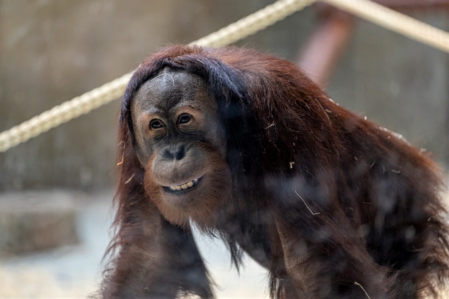 Výběh pro orangutany v Zoo Bratislava